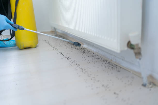Best Flea Control Services  in Rock Port, MO