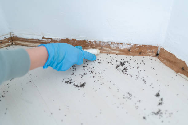 Best Exterminator Services  in Rock Port, MO